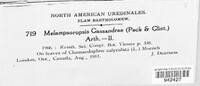 Chrysomyxa cassandrae image